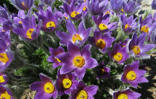Picture purple, flowers, bouquet, spring, petals, villi, sleep-grass