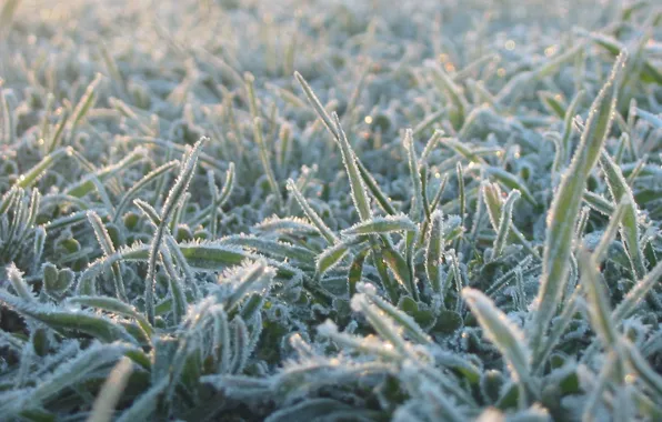 Picture cold, grass, blue