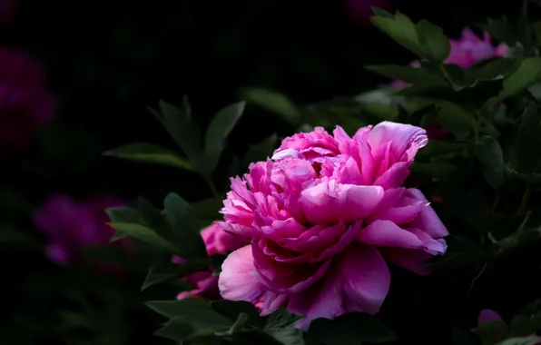 Flower, the dark background, pink, peonies, peony