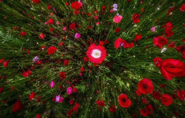 Flowers, Maki, red, view, poppy field