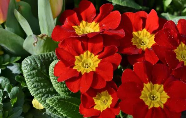 Leaves, macro, flowers, spring, red, flowerbed, Primula, primrose