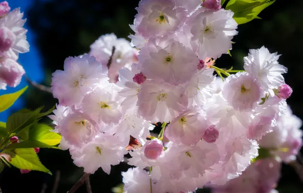 Leaves, light, flowers, the dark background, treatment, branch, spring, Sakura