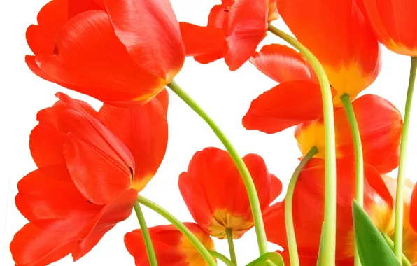 Leaves, flowers, bright, beauty, bouquet, petals, tulips, red