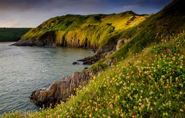 Picture sea, flowers, stones, rocks, shore, UK, Three Cliffs Bay, Gower Peninsula