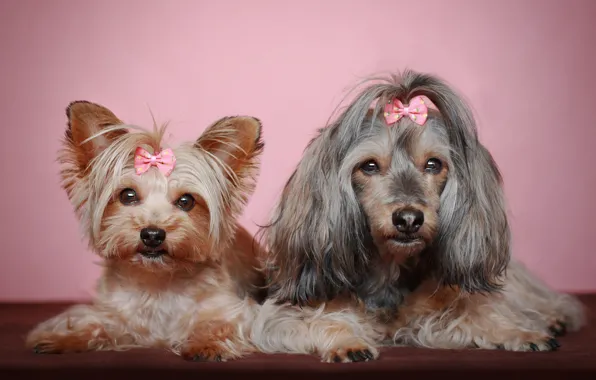 Dogs, look, nature, together, dog, hairstyle, face, Duo
