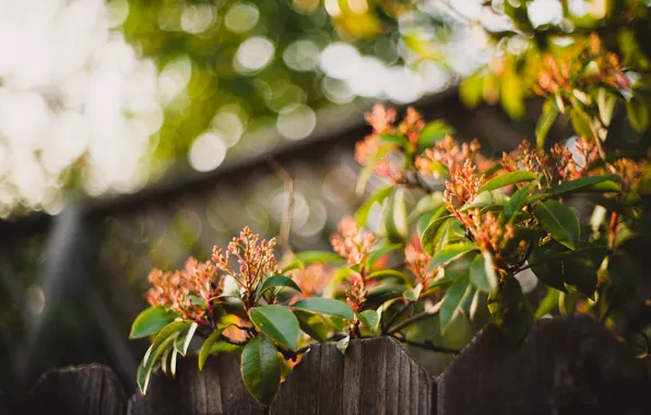 Leaves, flowers, the fence, Bush