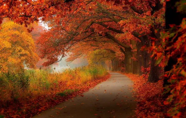 Picture forest, road, trees, nature, autumn, leaves, woods, autumn colors
