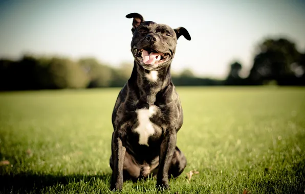 Smile, each, animal, dog, dog, bull-terrier
