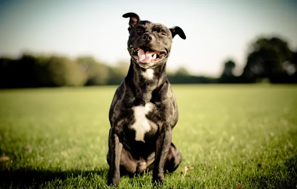 Picture animals, smile, each, dog, dog, bull-terrier