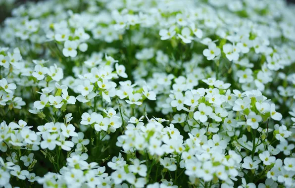 White, flowers, background, widescreen, Wallpaper, plant, wallpaper, flowers
