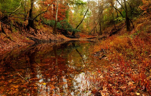 Picture autumn, forest, trees, pond.