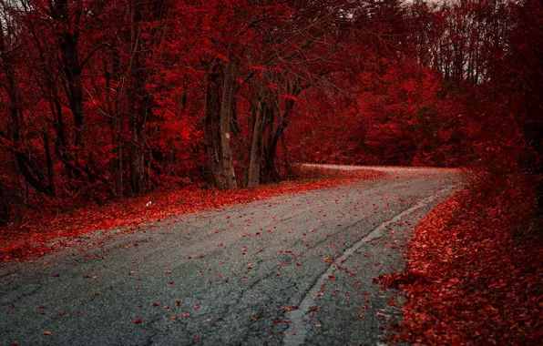 Picture road, autumn, forest