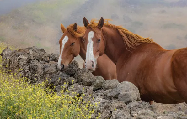 Summer, nature, horse