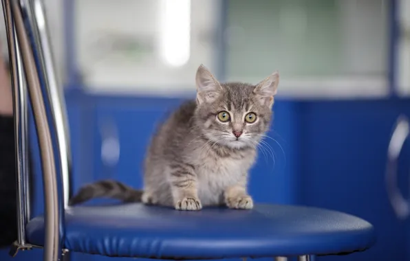 Cat, look, blue, kitty, grey, baby, muzzle, chair