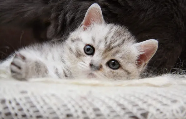 Cat, look, pose, kitty, cute, face, light background