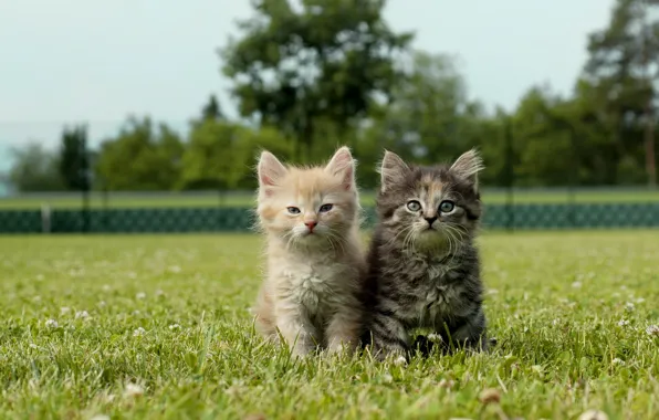 Greens, summer, grass, trees, cats, nature, Park, grey