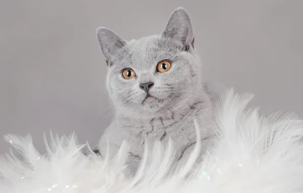 Cat, cat, look, kitty, grey, background, fur, face