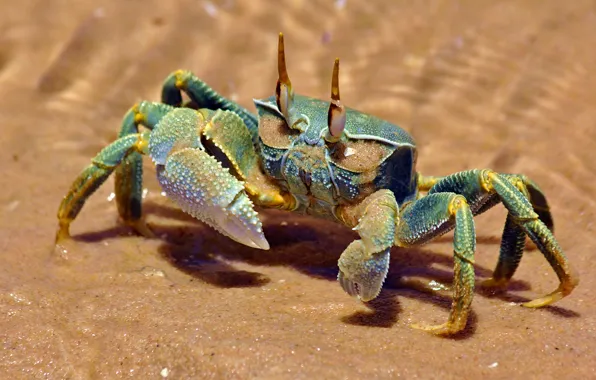 Picture sand, sea, look, water, green, background, shore, crab