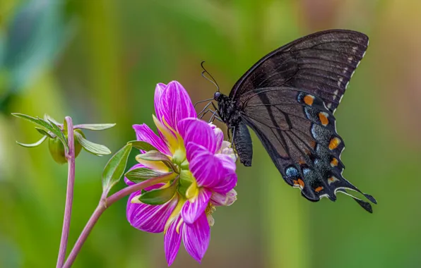 Flower, macro, background, pink, butterfly, lilac, Dahlia