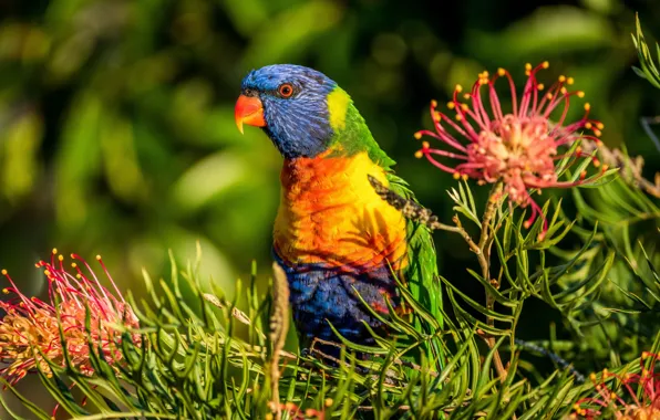 Flowers, bird, parrot, Multicolor lorikeet, Grevillea, rainbow lorikeet