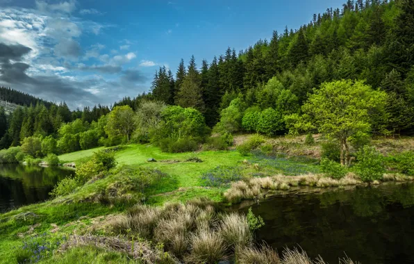 Forest, nature, lake