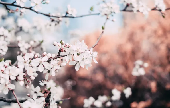 Flowers, Nature, Spring, Flower, Plant, Garden, Branch, Branches