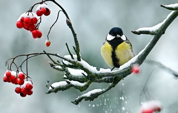 Snow, branches, nature, berries, bird, tit