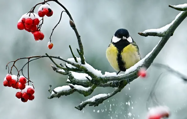 Picture snow, branches, nature, berries, bird, tit