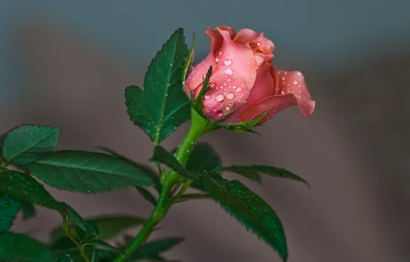 Drops, background, rose, Bud