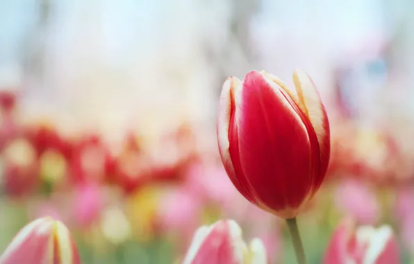 Macro, Tulip, petals, Bud