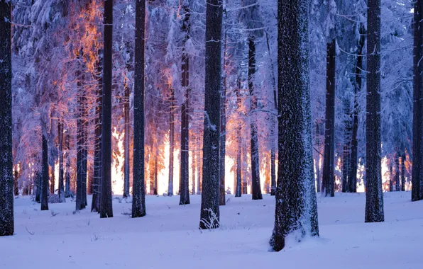 Forest, snow, Germany, Thuringia