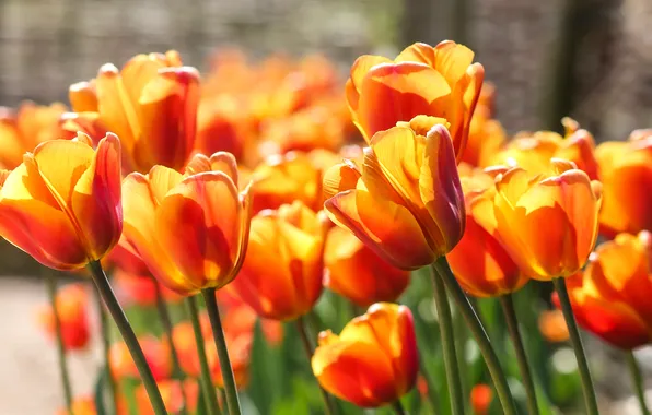 Light, flowers, bright, spring, garden, tulips, orange, flowerbed