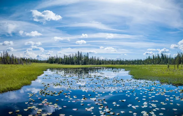 Picture forest, leaves, lake, pond, shore, ate, pond, blue sky