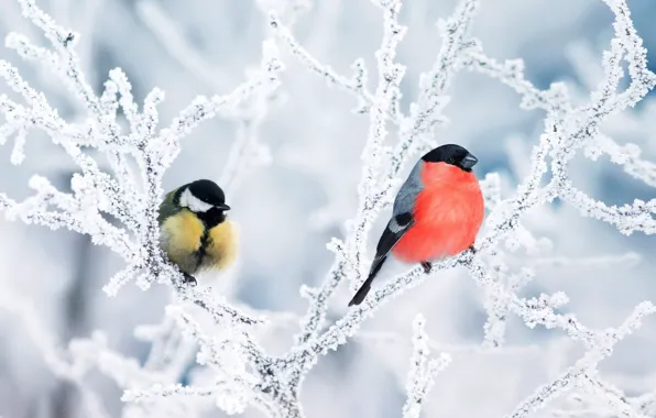 Картинки зимующих птиц для детского сада