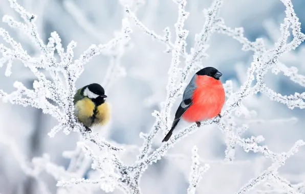 Winter, frost, snow, birds, branches, nature, tree, Bush