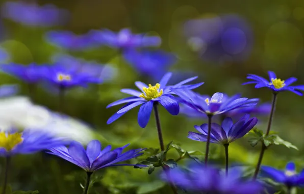 Blue, forest, anemone, Anemone