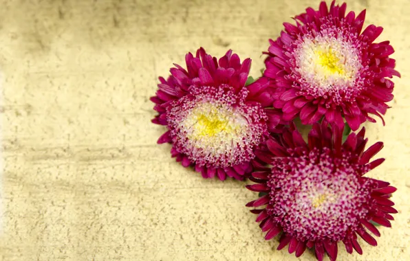 Flowers, flowers, asters, asters