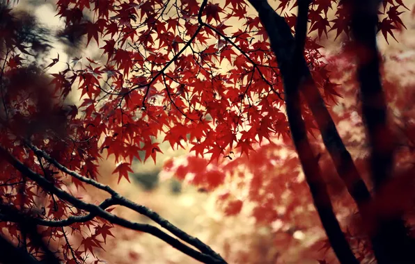 Picture red, trees, autumn, leaves, leaf