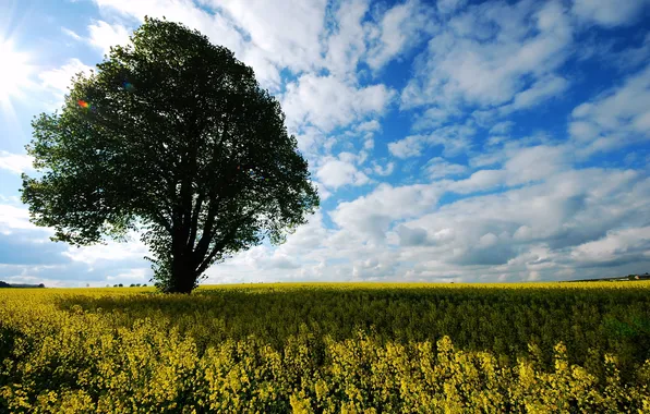 Field, summer, tree, rape