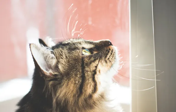 Picture eyes, cat, mustache, background, Kote