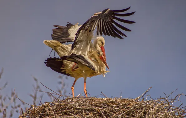 Birds, nature, storks