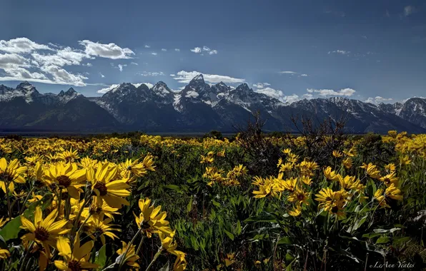 Flowers, meadow, Wyoming, Wyoming, Grand Teton, Grand Teton National Park, Rocky mountains, Rocky Mountains