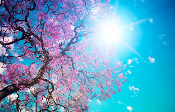 Picture the sky, the sun, tree, blue, beauty, petals, pink, flowering