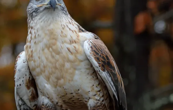 Bird, hawk, by Nushaa