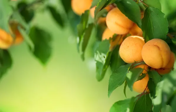 Picture leaves, tree, fruit, fruit, leaves, tree, fruit, apricots