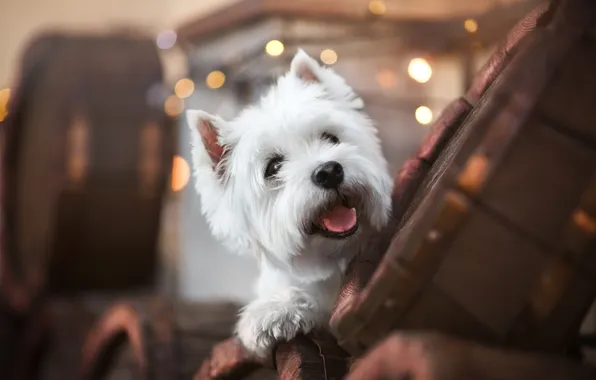 Dog, face, doggie, The West highland white Terrier, Evgenia Kostuseva