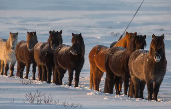 Winter, snow, horses, horse, Iceland, Iceland
