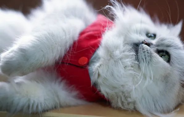 Cat, white, cat, look, face, red, pose, blur