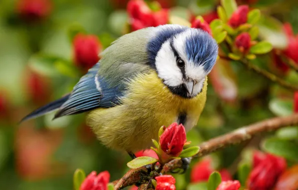 Picture branches, bird, flowering, flowers, tit, blue tit