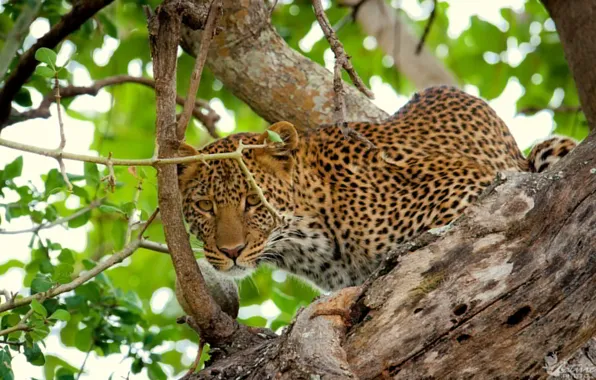 Picture look, tree, foliage, leopard